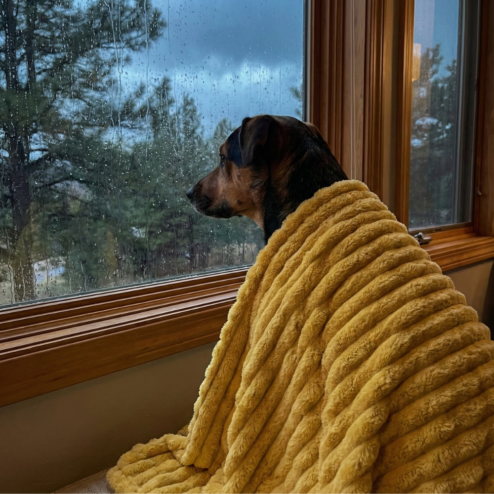 Emotional Support Blanket™